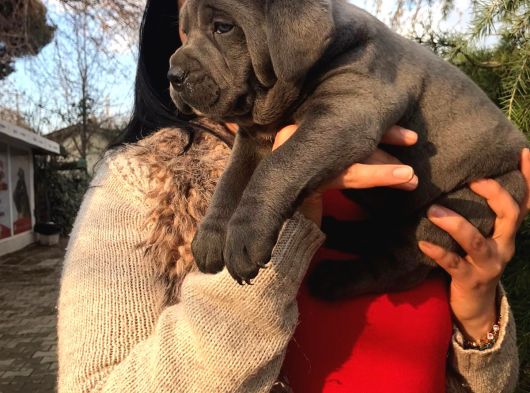 Safkan Canecorso Yavrularimiz görsel