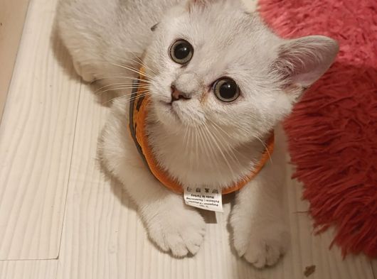 Aslan Prens görsel