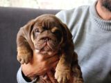 SINIFININ EN RENKLİ  İNGİLİZ  BULDOGLARI