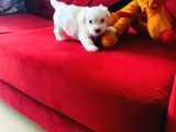 Maltese Terrier XS Ev Doğumlu Bebeklerim