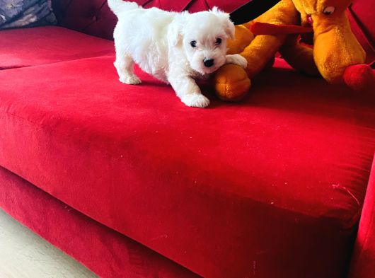Maltese Terrier Xs Ev Doğumlu Bebeklerim