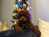 Toy Poodle Kore Kan Yavrular Türkiyenin En Güzelleri