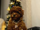 Toy Poodle Kore Kan Yavrular Türkiyenin En Güzelleri