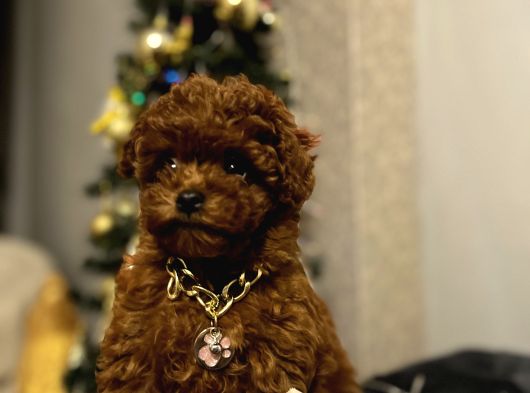 Toy Poodle Kore Kan Yavrular Türkiyenin En Güzelleri görsel