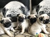 Pugmops Yavrular Ankara Türki̇yeni̇n En Güzelleri̇