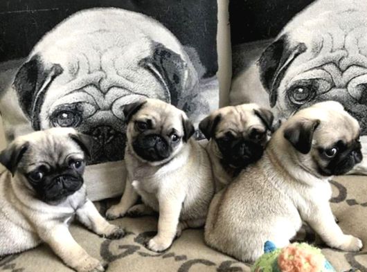 Pugmops Yavrular Ankara Türki̇yeni̇n En Güzelleri̇ görsel