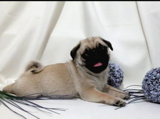 Pugmops Yavrular Ankara Türki̇yeni̇n En Güzelleri̇ görsel