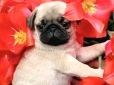 Pugmops Yavrular Ankara Türki̇yeni̇n En Güzelleri̇