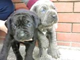 Mükemmel Canecorso Yavrularimiz