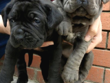 Mükemmel Canecorso Yavrularimiz
