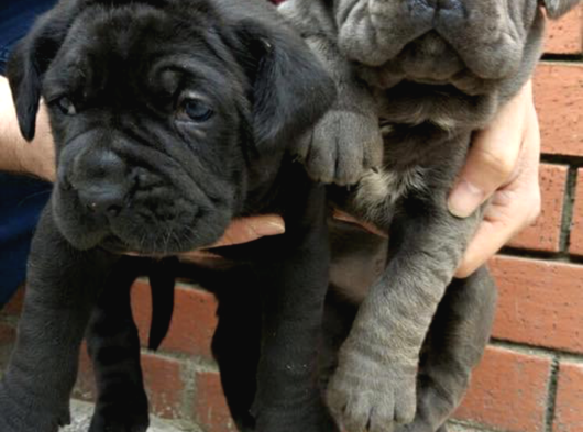 Mükemmel Canecorso Yavrularimiz görsel