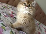 Safkan Secereli British Longhair Erkek
