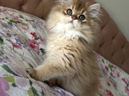Safkan Secereli British Longhair Erkek görsel