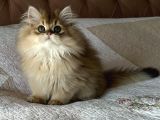 Safkan Secereli British Longhair Erkek