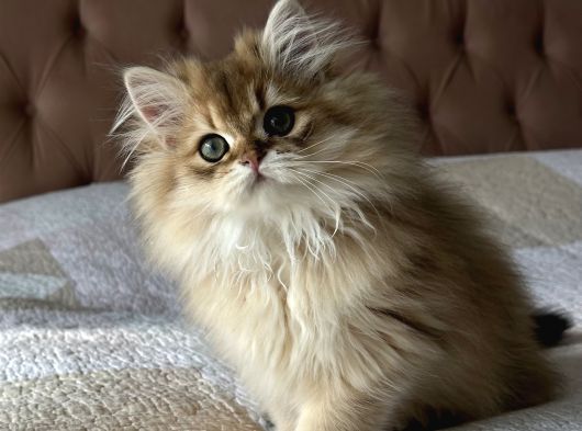 Safkan Secereli British Longhair Erkek görsel
