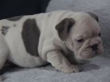 Sinifinin En Renkli̇  İngi̇li̇z  Buldoglari