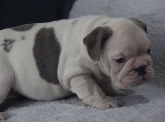 Sinifinin En Renkli̇  İngi̇li̇z  Buldoglari görsel
