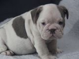 Sinifinin En Renkli̇  İngi̇li̇z  Buldoglari