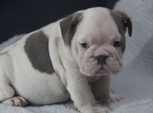 Sinifinin En Renkli̇  İngi̇li̇z  Buldoglari görsel