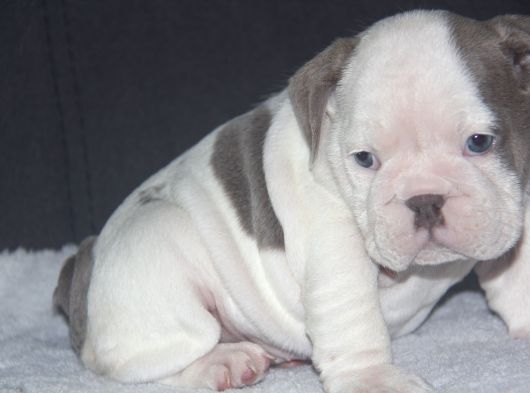 Sinifinin En Renkli̇  İngi̇li̇z  Buldoglari görsel
