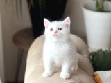 Aşiri Tatli Bebek Bri̇ti̇sh Shorthai̇r Yavrum