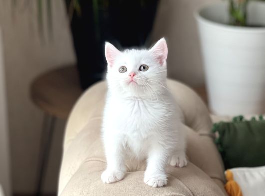 Aşiri Tatli Bebek Bri̇ti̇sh Shorthai̇r Yavrum görsel