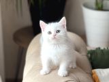AŞIRI TATLI BEBEK BRİTİSH SHORTHAİR YAVRUM