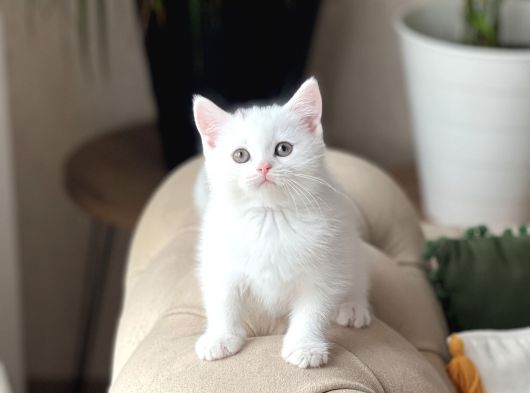 Aşiri Tatli Bebek Bri̇ti̇sh Shorthai̇r Yavrum
