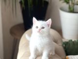 Aşiri Tatli Bebek Bri̇ti̇sh Shorthai̇r Yavrum
