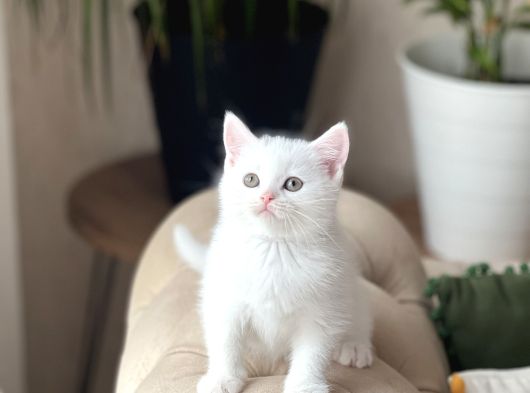 Aşiri Tatli Bebek Bri̇ti̇sh Shorthai̇r Yavrum görsel