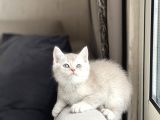 Özel Renk Güzel Surat Bri̇ti̇sh Shorthai̇r Yavrum