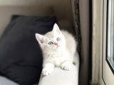 Özel Renk Güzel Surat Bri̇ti̇sh Shorthai̇r Yavrum