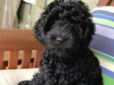 Si̇yah Doodle Bebekler Aşili Garanti̇li̇