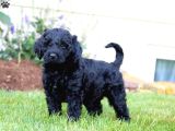 SİYAH DOODLE BEBEKLER AŞILI GARANTİLİ