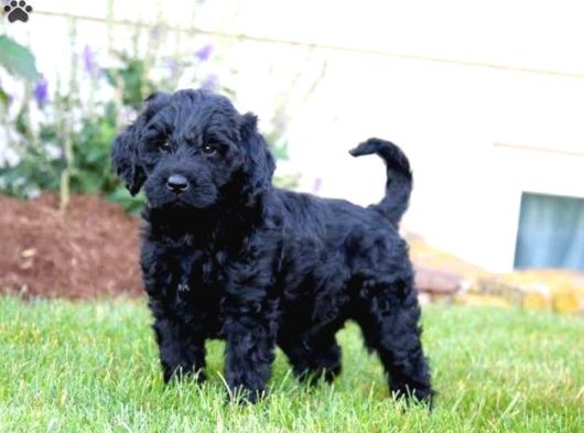 Si̇yah Doodle Bebekler Aşili Garanti̇li̇
