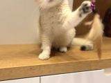 4 Aylık Ny12 Safkan British Shorthair Dişi