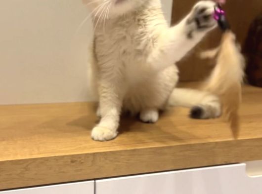 4 Aylık Ny12 Safkan British Shorthair Dişi görsel