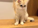 4 aylık Ny12 safkan British shorthair dişi