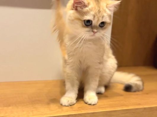 4 Aylık Ny12 Safkan British Shorthair Dişi