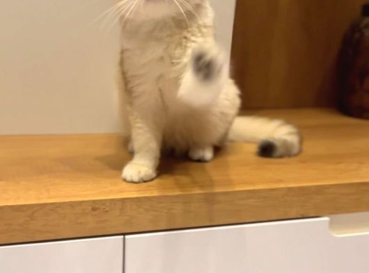4 Aylık Ny12 Safkan British Shorthair Dişi görsel