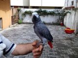 Full Evcil Isirmayan Konuşan Jako Papağani