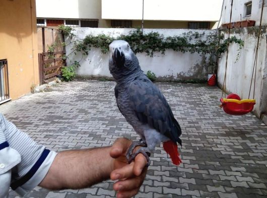Full Evcil Isirmayan Konuşan Jako Papağani