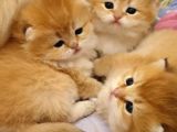 ANATOMİ HARİKASI GOLDEN BRİTİSH BEBEKLER