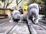 Dev Canecorso Yavrularimiz