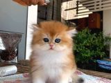 Anatomi̇ Hari̇kasi Golden Bri̇ti̇sh Bebekler