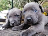 Dev Canecorso Yavrularimiz
