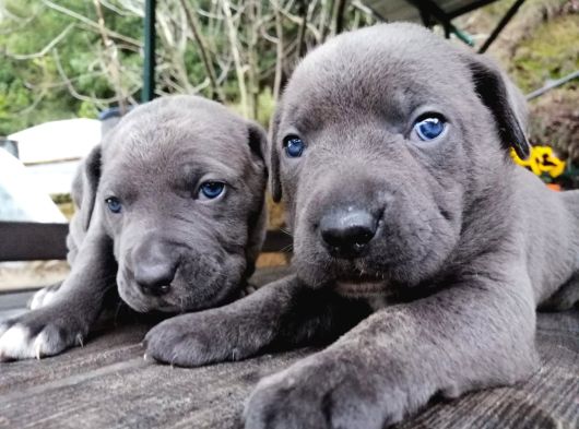 Dev Canecorso Yavrularimiz görsel