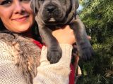 Safkan Canecorso Yavrularimiz
