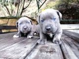 Dev Canecorso Yavrularimiz