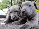 Dev Canecorso Yavrularimiz